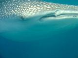 Djibouti - Squali balena nel Golfo di Aden - 6